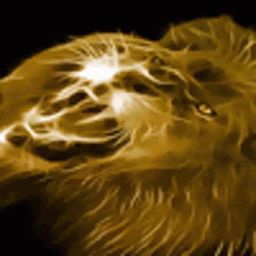 Lion Face Close Up Black Background