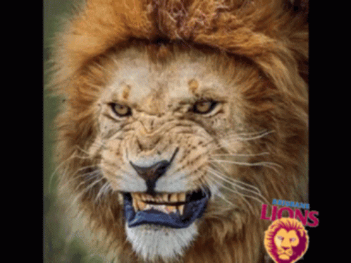 Lion Face With Word Lions