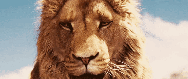 Lion King Leon Gif GIF