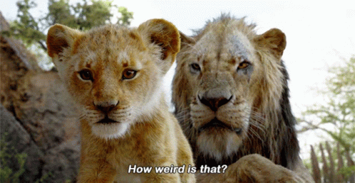Lion King Meme How Weird Is That GIF