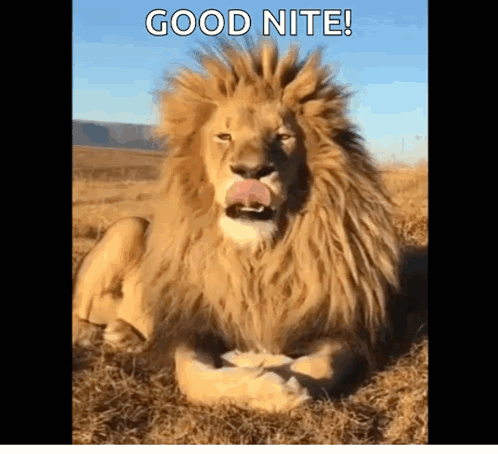 Lion Laying In Grass With Tongue Out Saying Good Nite GIF