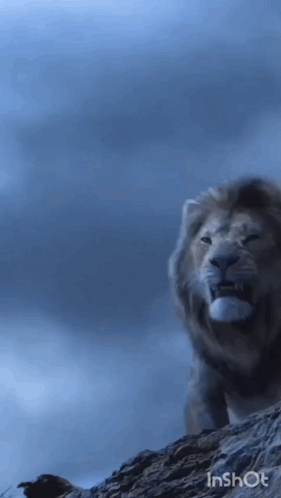 Lion on Rocky Hill Blue Sky