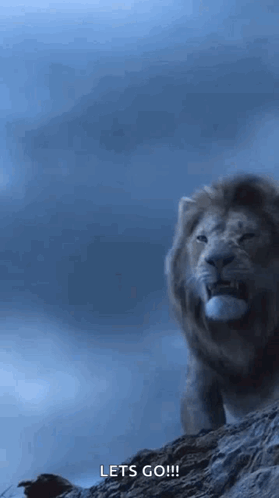 Lion on Rocky Hill Saying Let's Go