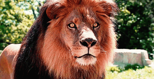 Lion's Face Close Up GIF