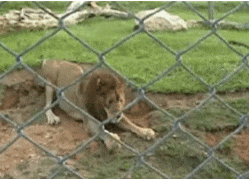 Lion Sand Scratching GIF
