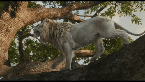 Lion Standing on Rocky Cliff With Cub