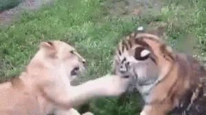 Lion Tiger GIF