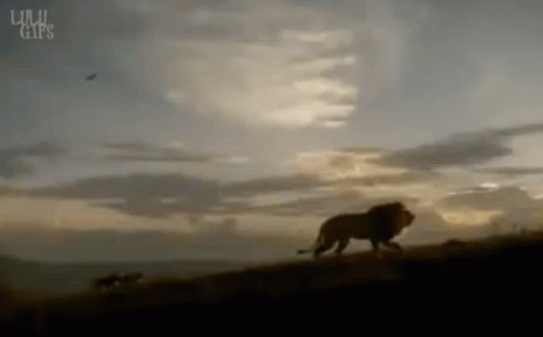 Lion Walking on Hill with Cloudy Sky and GIFs