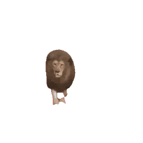 Lion Walking