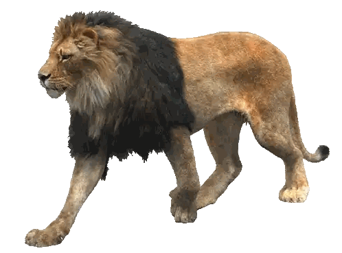 Lion with Black Mane Walking