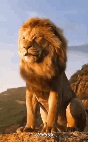 Lion with Long Mane Standing on Hill