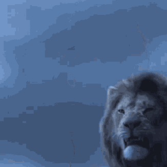 Lion With Mouth Open Against Blue Sky