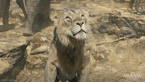 Lion With Mufasa Logo