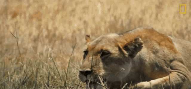 Lioness Hunting Savage Kingdom Gif GIF