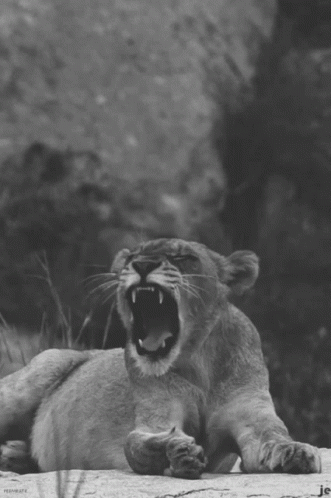Lions Roaring For Food GIF