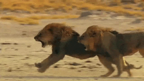 Lions Roaring For Prey GIF