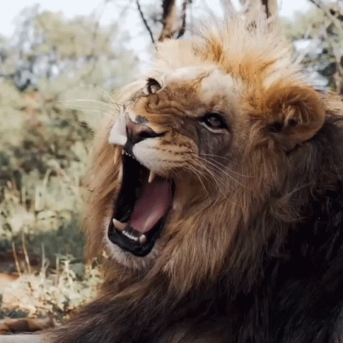 Lions Roaring From Nap GIF