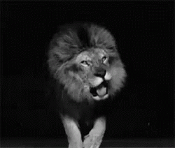 Lions Roaring From The Dark GIF