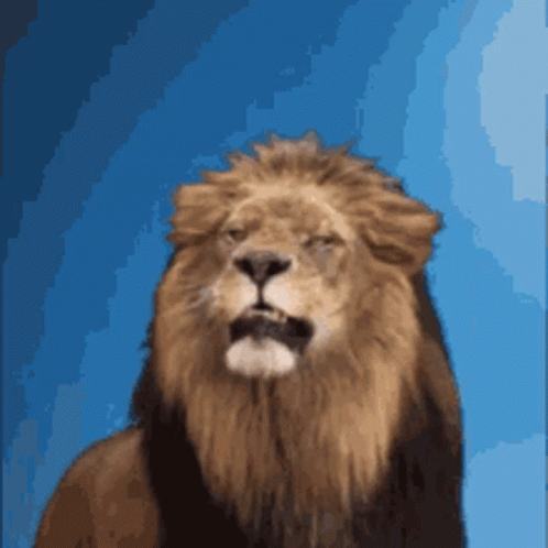 Lions Roaring Out Of Boredom GIF