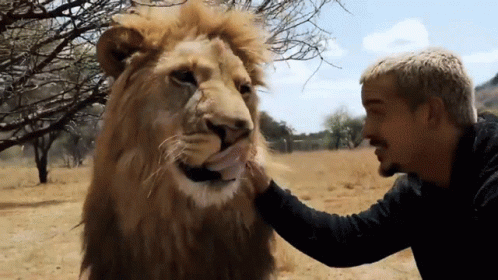 Lions Roaring To Beloved Human GIF