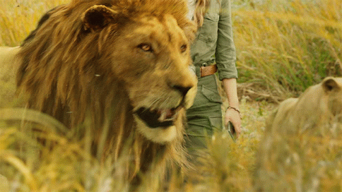 Lions Roaring With A Human GIF