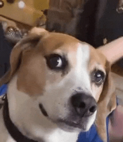 Funny Dog Licking Lips GIF