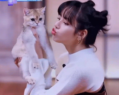 Lisa Manoban Blackpink Kissing A Kitten GIF