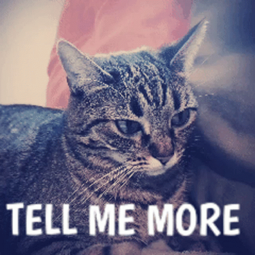 Listening Cat Tell Me More Quote GIF