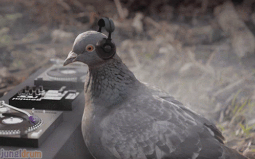 Listening Pigeon Dj GIF