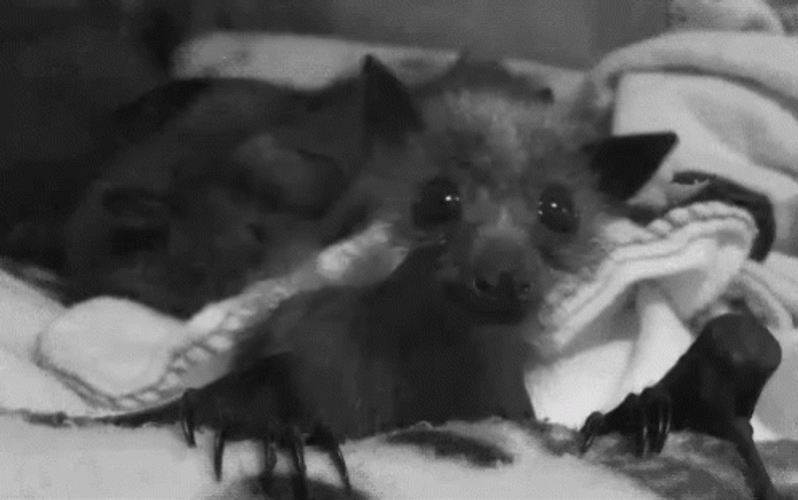 Little Bat Moving Head Curious GIF