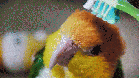Little Bird Eating GIF