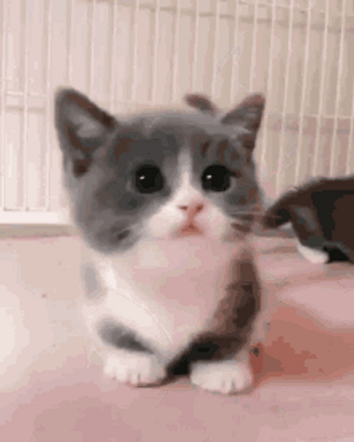Little Black White Cute Cat Meow GIF