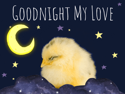 Little Chick Sleeping Good Night Love GIF