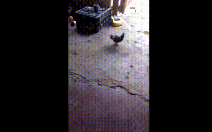 Little Chicken Fight GIF