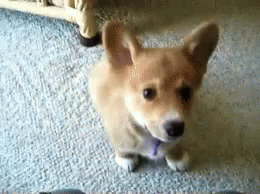 Little Corgi Dog Barking GIF