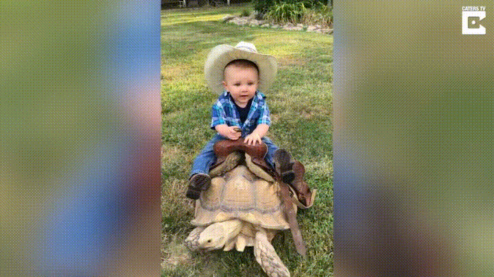 Little Cowboy Rides Turtle GIF