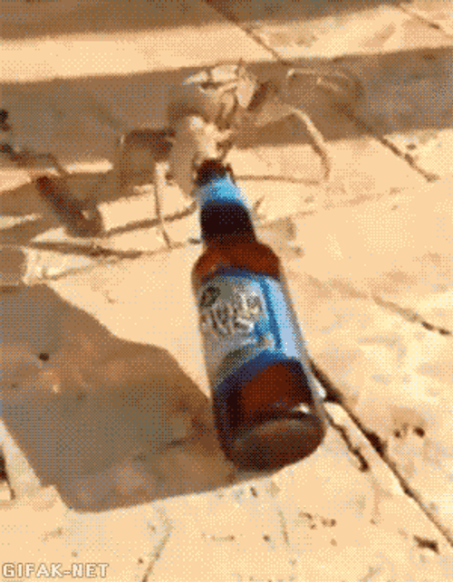 Little Crab Hold My Beer Meme GIF