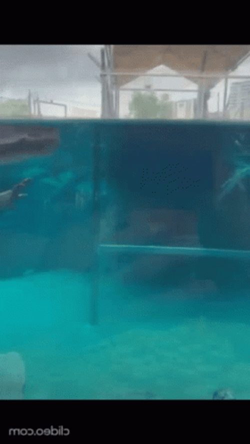 Little Crocodile Floating On Pool GIF