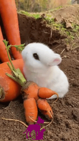 Little Cute Easter Bunny Eating GIF