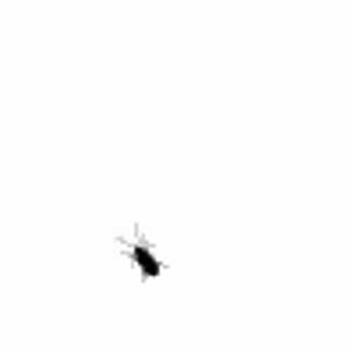Little Dancing Cockroach GIF