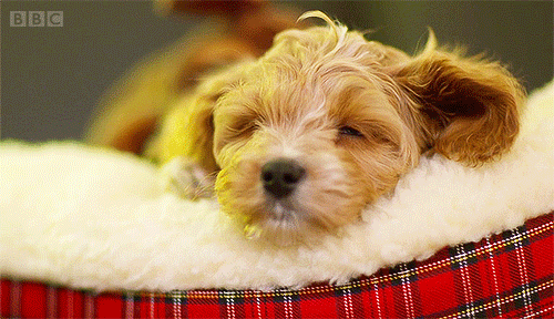 Little Dog Fell Asleep GIF