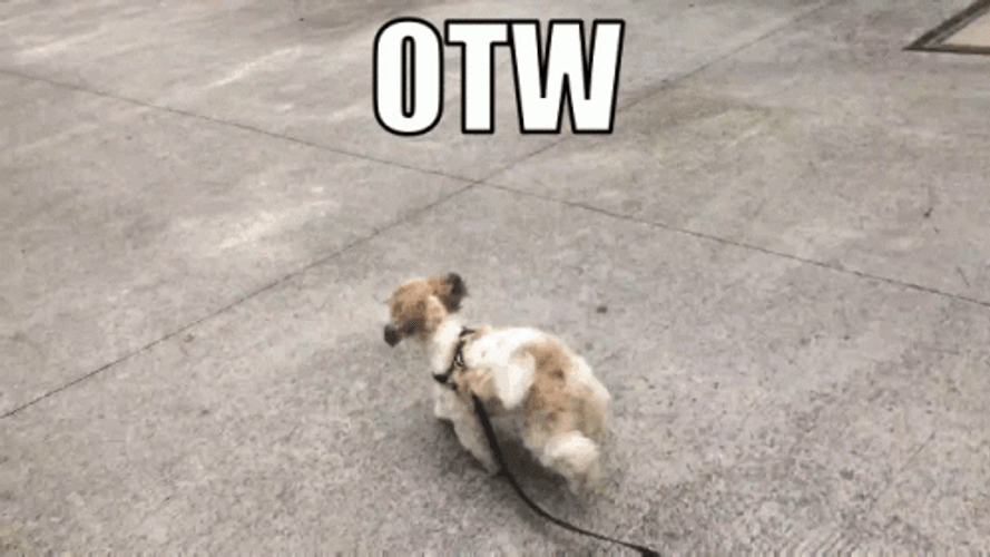 Little Dog Running Away From His Human GIF