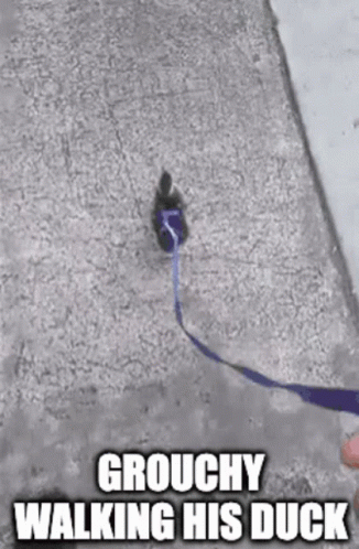 Little Duck On Leash Waddle GIF