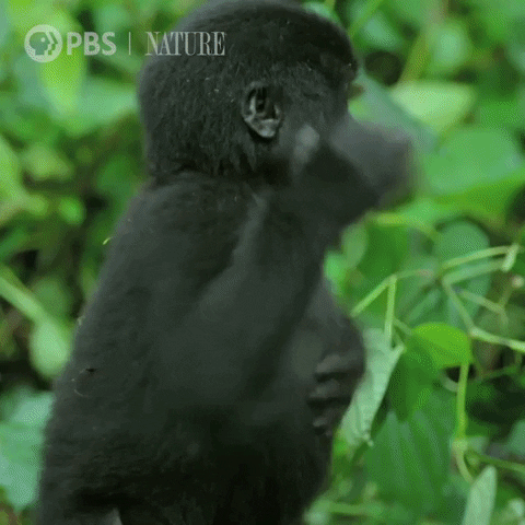 Little Gorilla Pounding Chest GIF