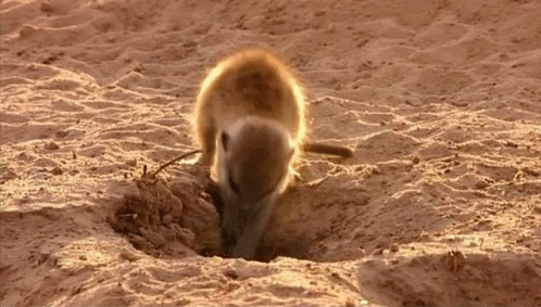 Little Hardworking Meerkat Digging Hole GIF