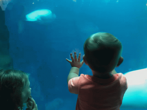 Little Kids Watches Beluga GIF