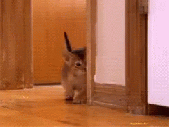 Little Kitten Hide And Seek GIF