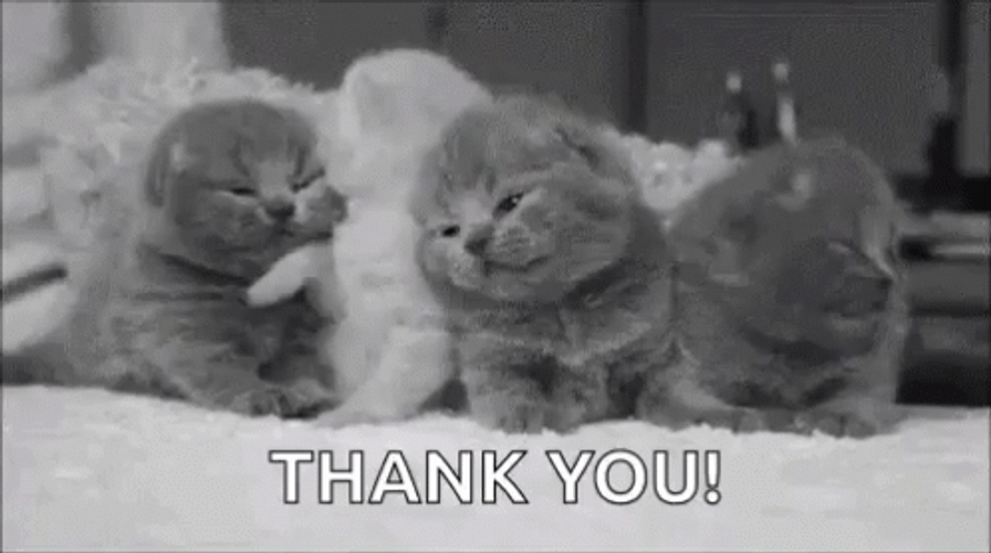 cute kitten thank you