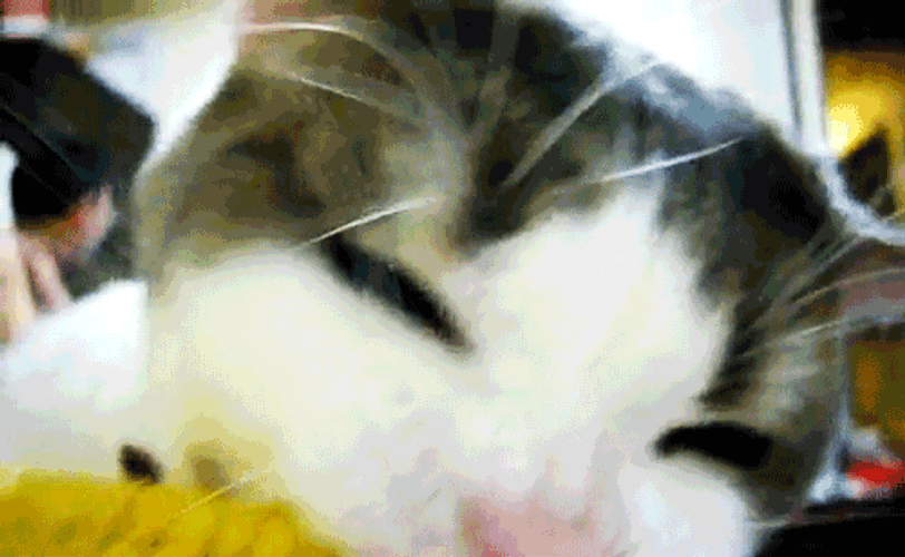 Little Kitty Chewing On Corn Close Up Shot GIF