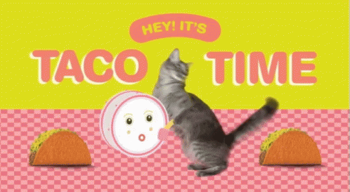 Little Kitty Funny Taco Tuesday Time GIF